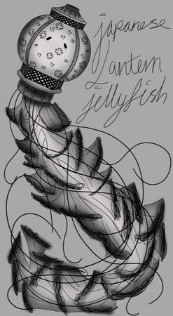 japanese lanturn jellyfish